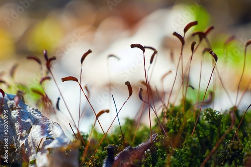 moss sporophytes lean to the spring sun, natural mess background texture, shallow depth of field, bright bokeh photo