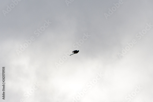 A crow flying in the air on the sky background