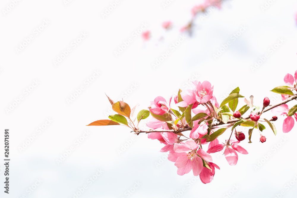 A single spring bough of pink apple blossoms with a second faint bough in the background against a clear spring sky with just a hint of blue