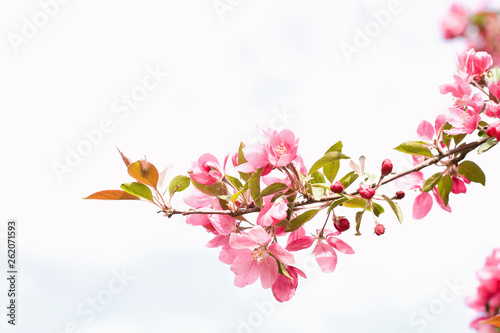 A close up of the end of a bough or branch of pink apple blossoms against a clear spring sky