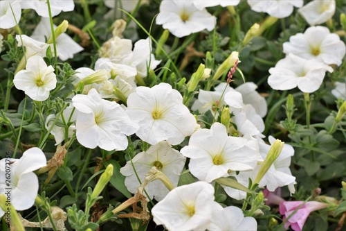 White Petunia