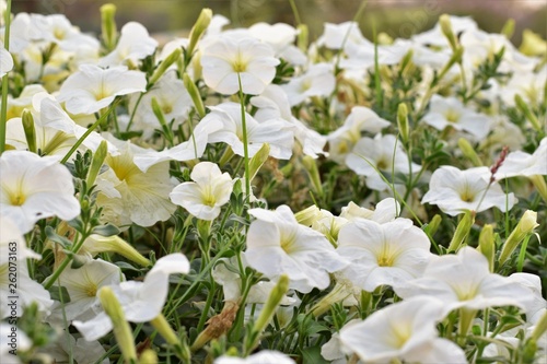 White Petunia
