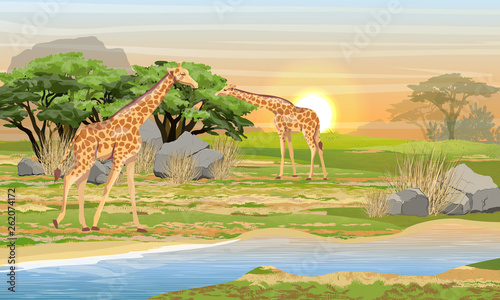 Giraffes in the African savannah. Wild animals at a watering place. Wildlife of Africa. Realistic Vector Landscape