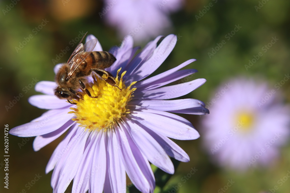 Bee 01 Bee 01