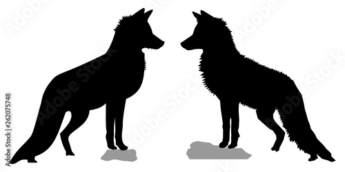 Black silhouettes of two red foxes (Vulpes vulpes). Slightly different vector shapes of two wild vixen from the side/profile, standing tall on a rock and looking forward.