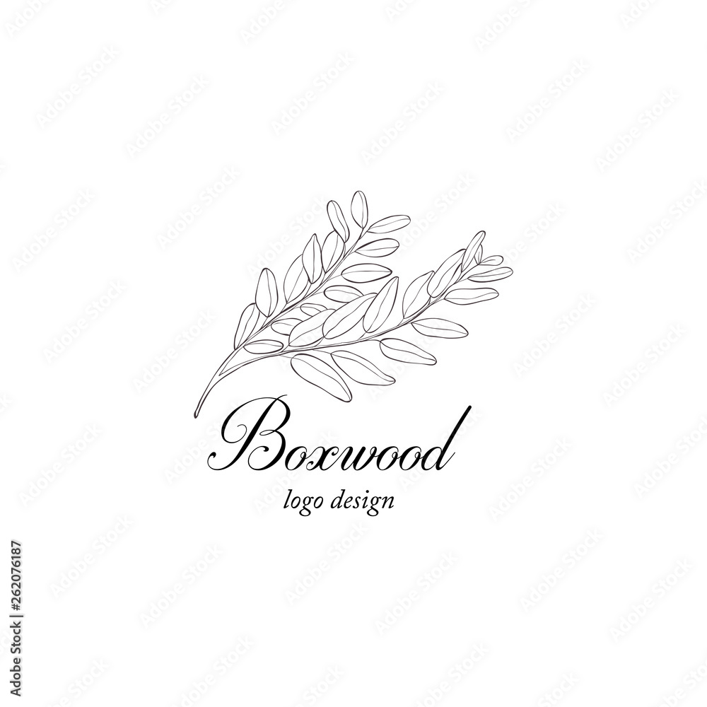 Boxwood plant branch. Greenery design element.