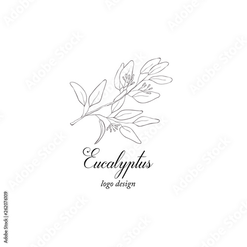 Eucalyptus plant branch. Greenery design element.
