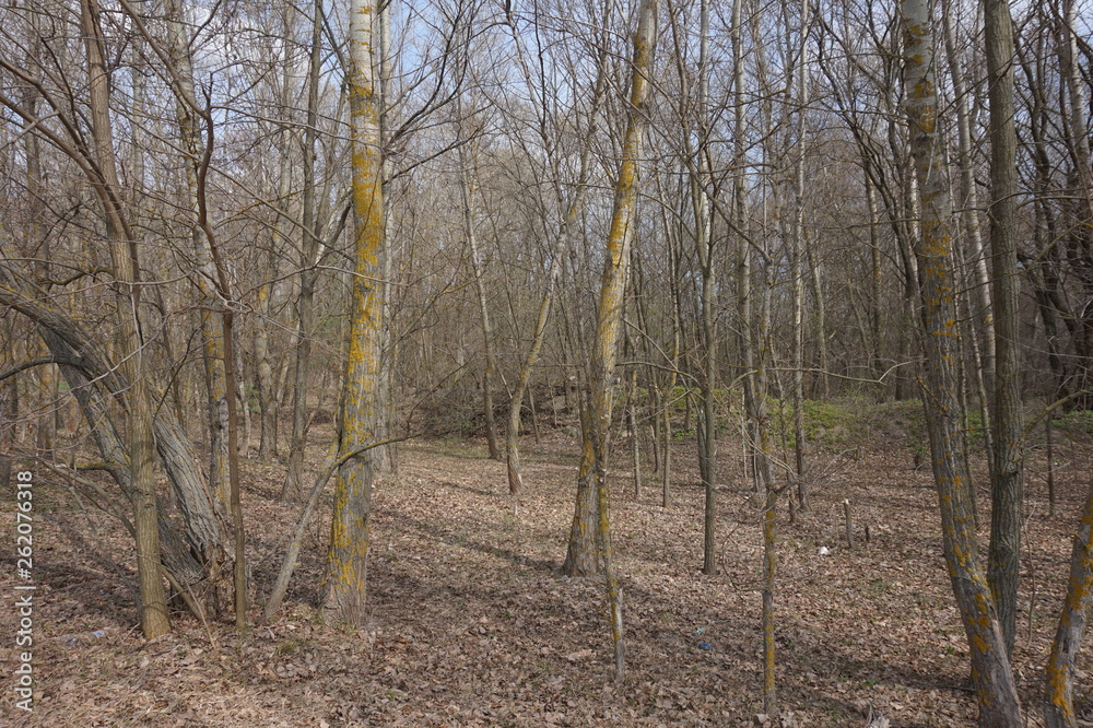 Spring Forest. Trees without leaves and green grass. Spring Forest. Trees without leaves and green grass.
