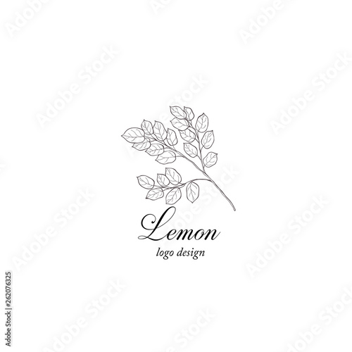Lemon plant branch. Greenery design element.