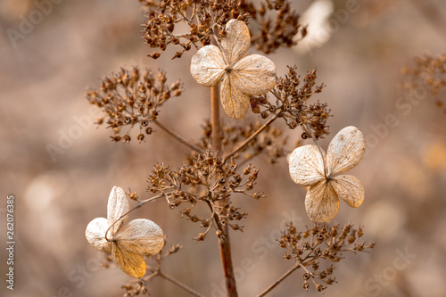 Вried flowers on brown background © Roman