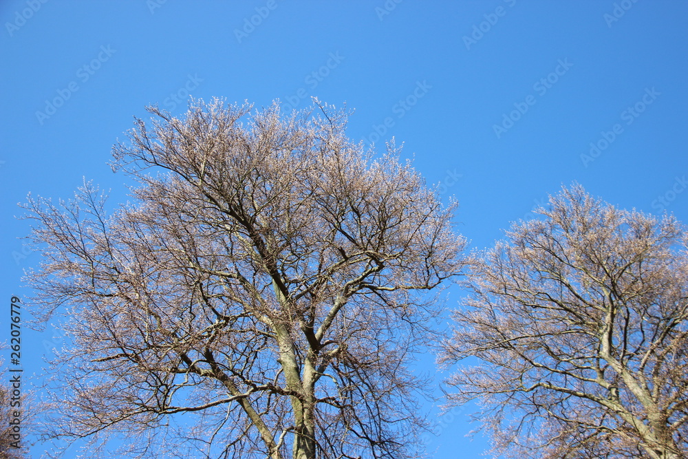 Tree Put Forth Fresh Leaves In Spring With Warm Sunlight In Europe Tree Put Forth Fresh Leaves In Spring With Warm Sunlight In Europe
