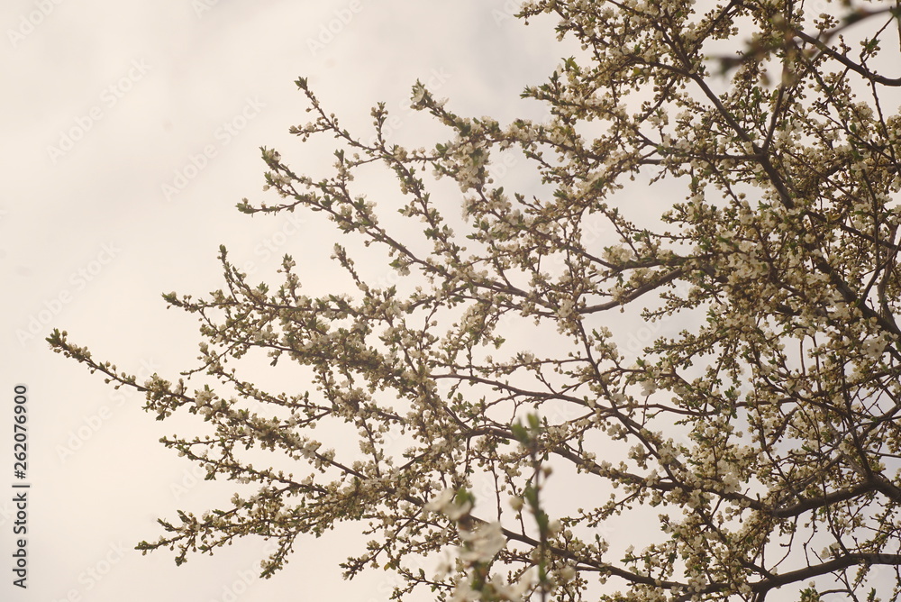 Fototapeta premium flowering fruit tree on the background of the sky