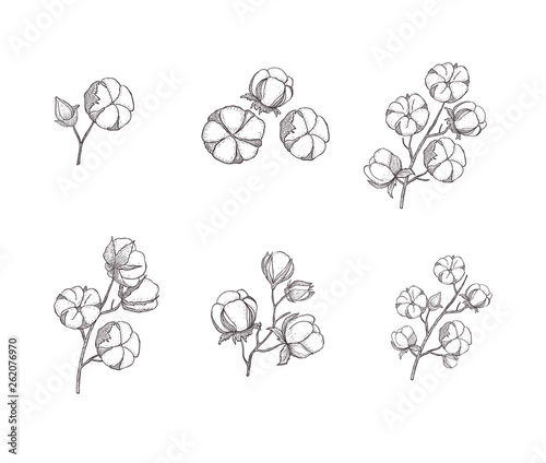 Floral hand drawn design elements. Line art isolated on the white background.