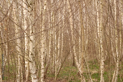 young birch forest in spring