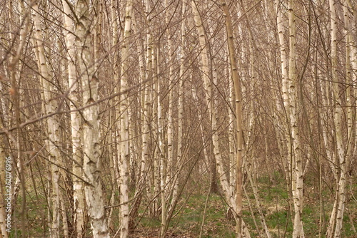 young birch forest in spring