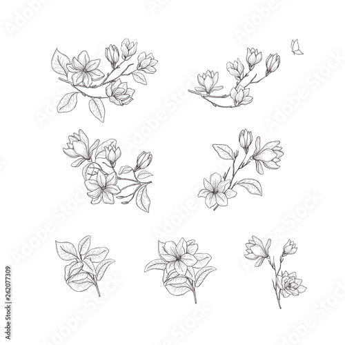 Floral hand drawn design elements. Line art isolated on the white background.