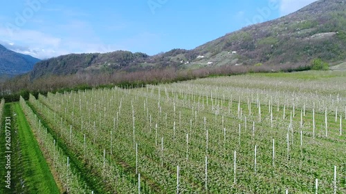 Wallpaper Mural Valtellina, aerial view over apple orchards Torontodigital.ca