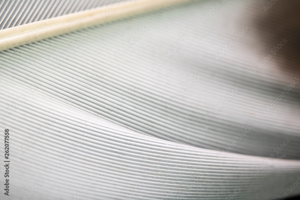 Fototapeta Macro Close Up Of White Feather on Black Background