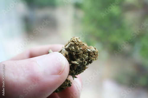 Marijuana Bud In Fingers Close Up High Quality 