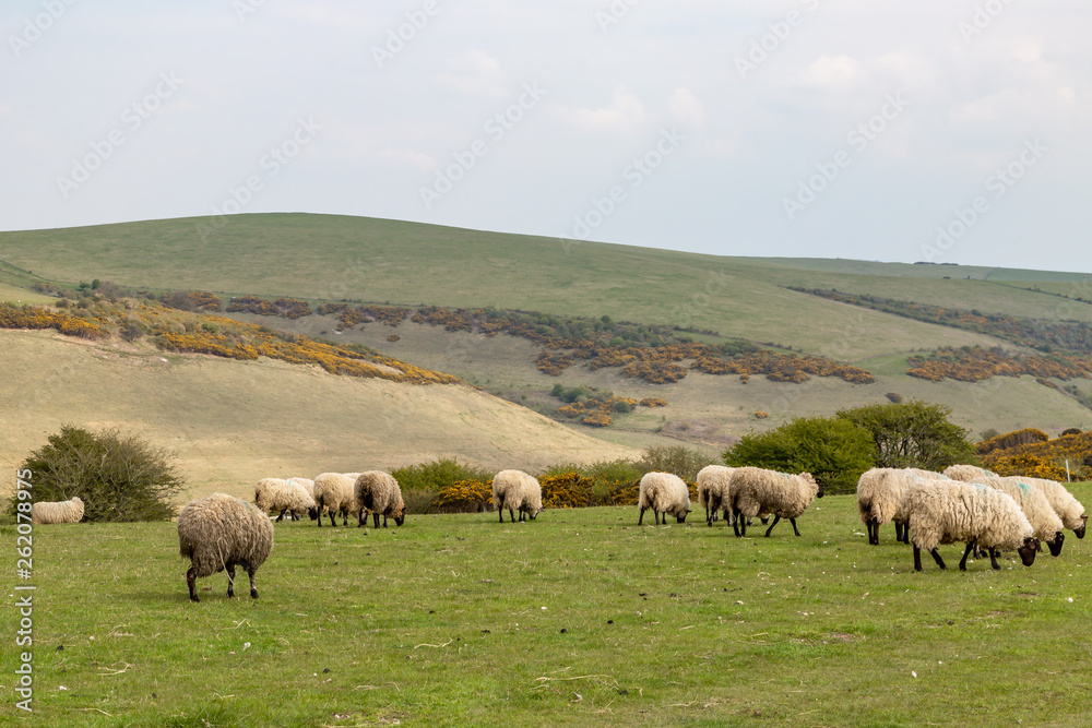 Fototapeta premium Sheep grazing in the Sussex countryside on an April morning