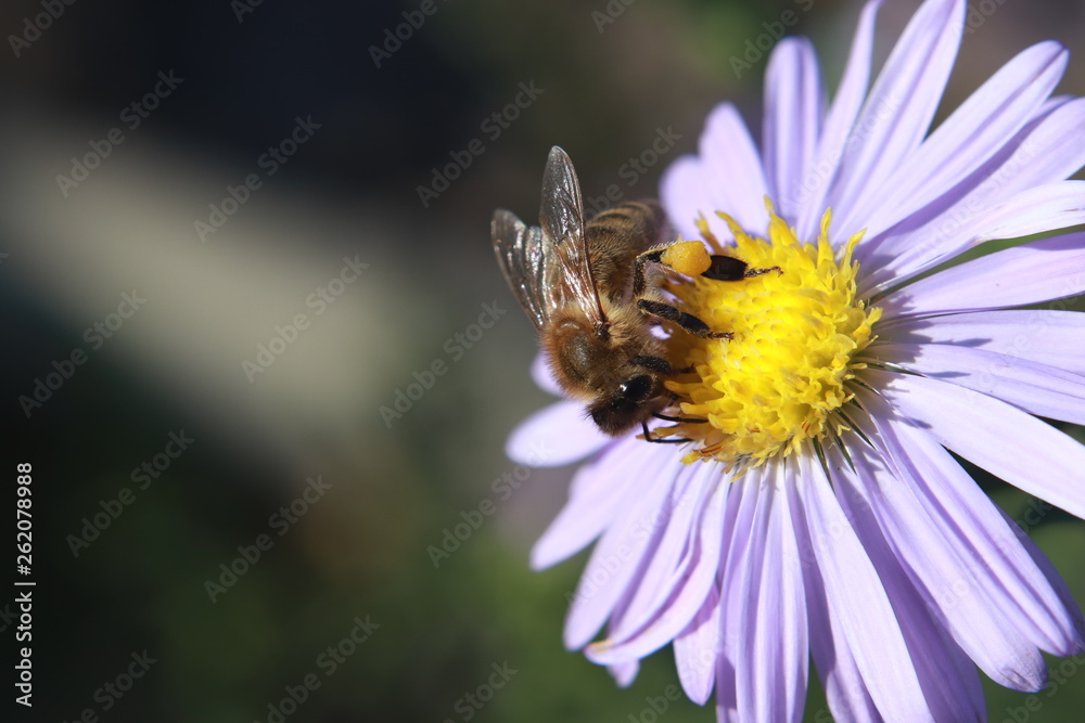 Bee 11 Bee 11