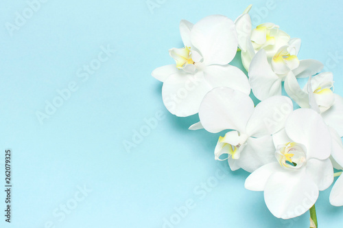 Beautiful White Phalaenopsis orchid flowers on pastel blue background top view flat lay. Tropical flower, branch of orchid close up. Orchid background. Holiday, Women's Day, Flower Card, beauty © olgaarkhipenko