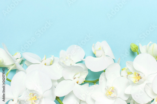 Beautiful White Phalaenopsis orchid flowers on pastel blue background top view flat lay. Tropical flower, branch of orchid close up. Orchid background. Holiday, Women's Day, Flower Card, beauty