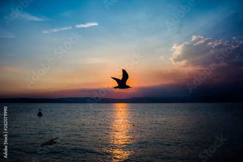 Seagull silhouette over the sunset sun at lake Garda, Italy