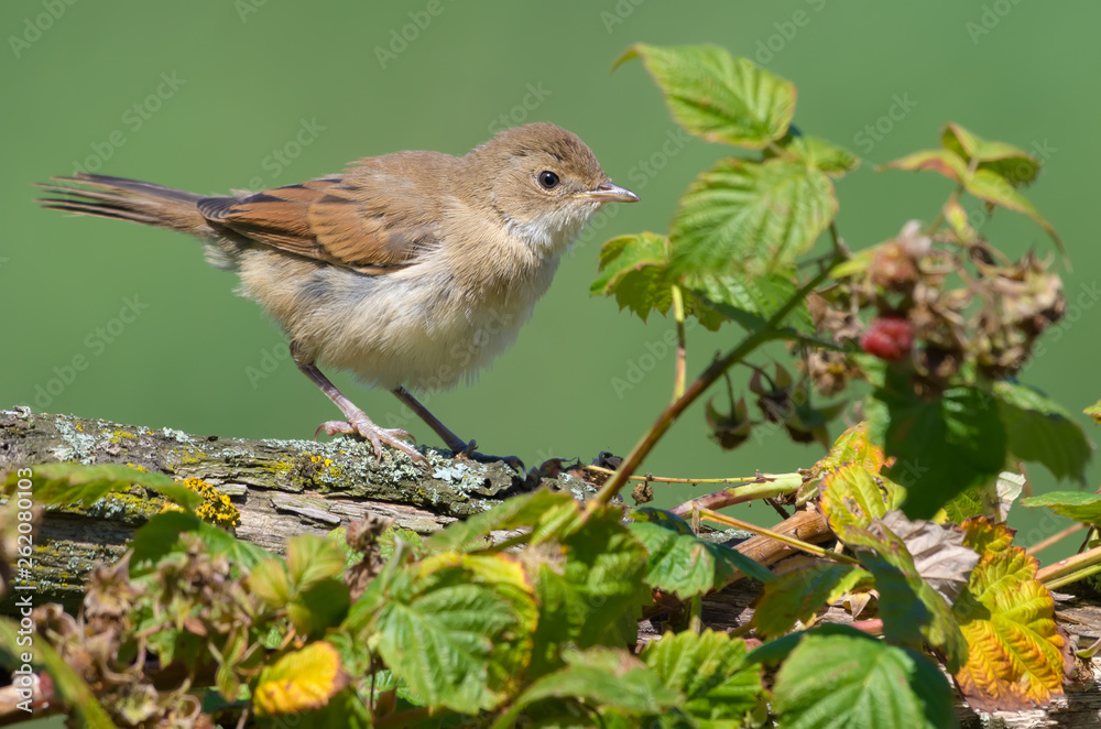 Young Common whitethroat perched on old branch near a rasberry bush
