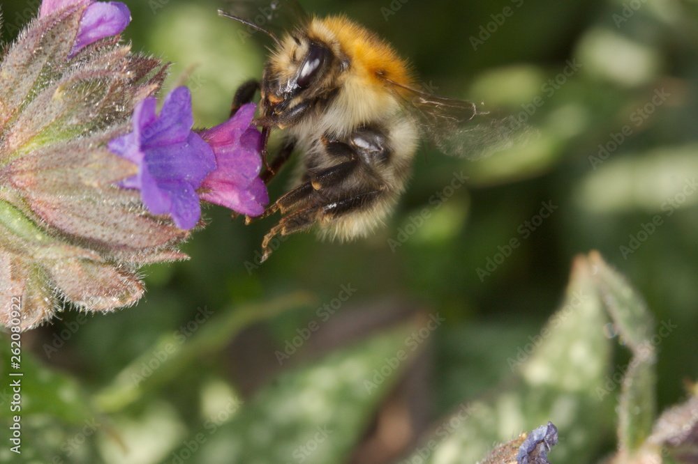 A bumblebee smells a pulmonaria bloom. A bumblebee smells a pulmonaria bloom.