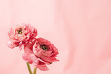 Pink ranunculus (buttercup) on pink background