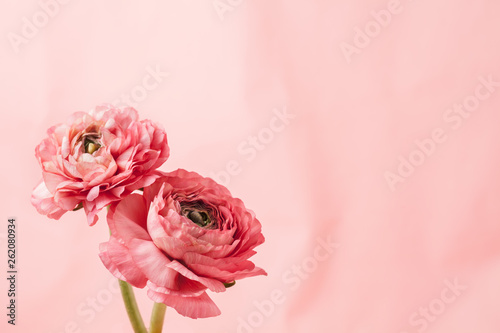 Pink ranunculus (buttercup) on pink background photo