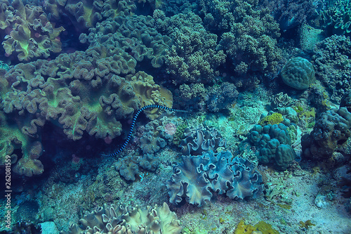 coral reef underwater / sea coral lagoon, ocean ecosystem