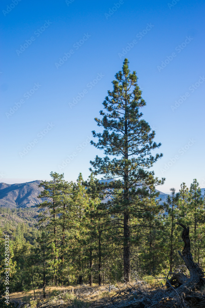 Tall Pine Over Mountain Forest
