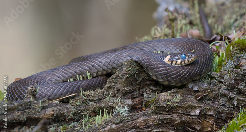 Very big Grass snake lies ringed on tree lichen covered snag while it starts to shed and moult with blue colored eyes