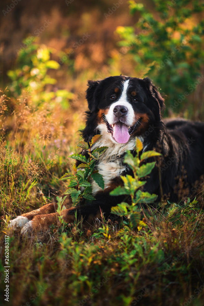 Bernese mountain dog in the yellow field