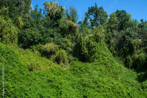 Steep slope of a hill overgrown with lush vegetation closeup as natural background