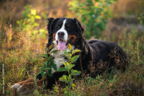Bernese mountain dog in the yellow field and blue sky.