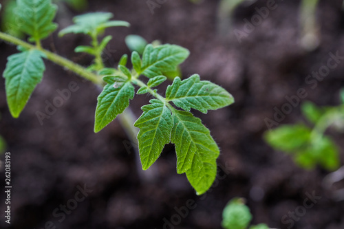 Seedlings of young tomatoes in a box
