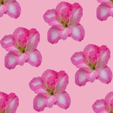 Pink seamless background with azaleas