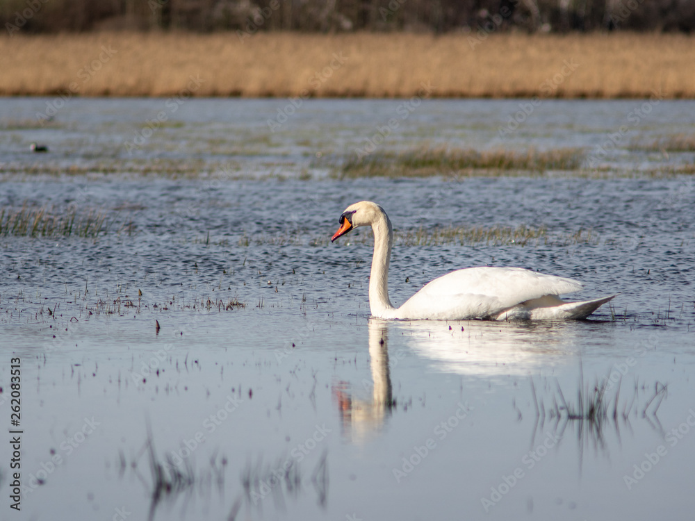 A wild white swan in the natural reserve in the Canton of Zurich in Switzerland - 5 A wild white swan in the natural reserve in the Canton of Zurich in Switzerland - 5