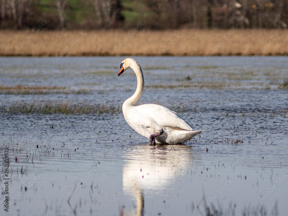 Fototapeta premium A wild white swan in the natural reserve in the Canton of Zurich in Switzerland - 7