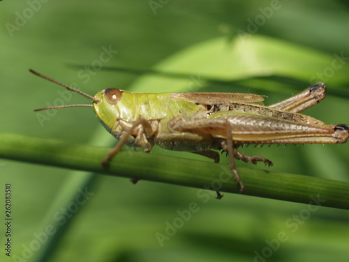 Macro of a green grasshopper balancing on a blade of grass