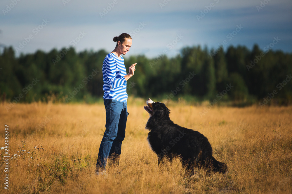 young man walking with Bernese Mountain Dog on the summer field young man walking with Bernese Mountain Dog on the summer field