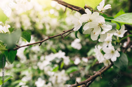Cherry apple blossoms over blurred nature background. Spring flowers. Spring Background with bokeh. spring blossom. space for text. sunlight
