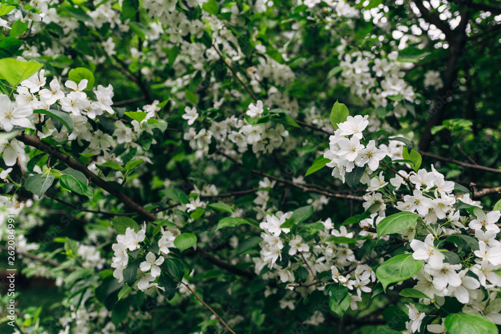 Cherry apple blossoms over blurred nature background.  Spring flowers. Spring Background with bokeh. spring blossom