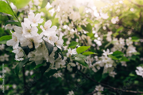 Cherry apple blooms in the sun and rain spray over the blurred background of nature. Spring flowers. Spring Background with bokeh. spring blossom . summer mood. space for text.  sunlight. 