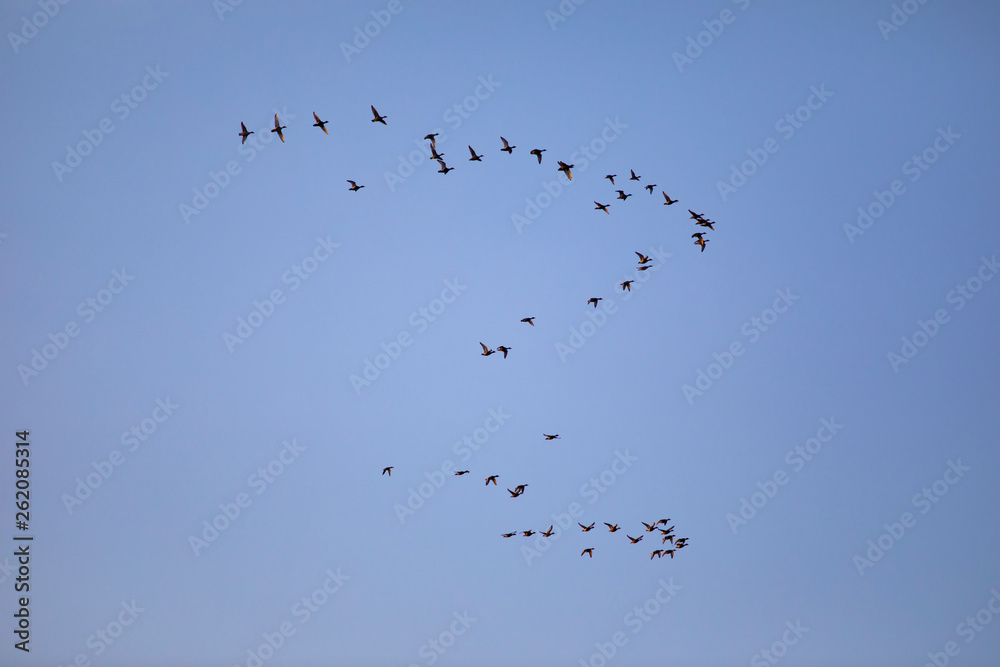 Flying birds. Sunset nature background. Birds: Red crested Pochard. Netta rufina.