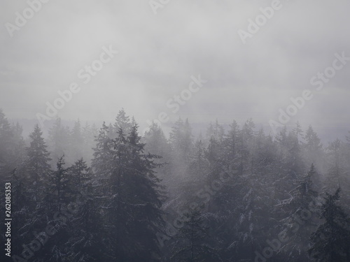 fog © Weronika