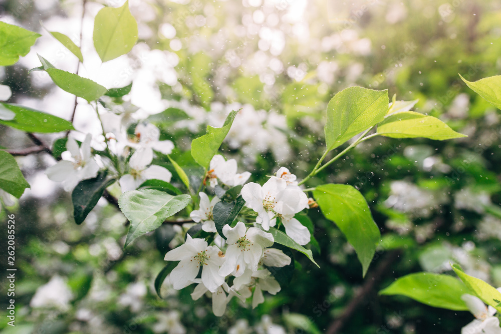 Cherry apple blooms in the sun and rain spray over the blurred background of nature. Spring flowers. Spring Background with bokeh. spring blossom . summer mood. space for text. Cherry apple blooms in the sun and rain spray over the blurred background of nature. Spring flowers. Spring Background with bokeh. spring blossom . summer mood. space for text.